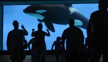 7 Videos perturbadores grabados por los visitantes del SeaWorld