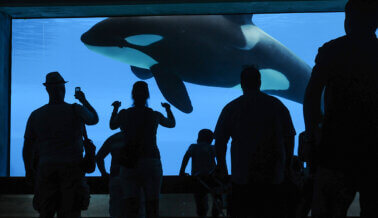 PETA Lamenta la Muerte de Kiska, una Sufrida Orca Cautiva en Canadá