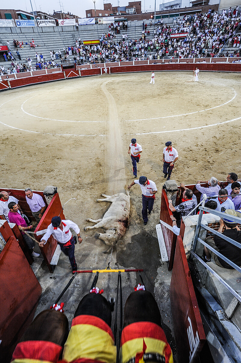 Toro muriendo mientras lo arrastran de la arena plaza de toros.