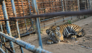 El Exhibidor Adam Burcks es Demandado Después de que Mujer Fuera Mordida por Tigre en su Hogar