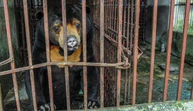 Entrenamiento Para Caza Ilegales: Video Muestra Otra Manera en que la Caza Perjudica a los Animales