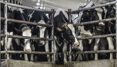 La Leche de Vaca: Un Producto Cruel y No Saludable