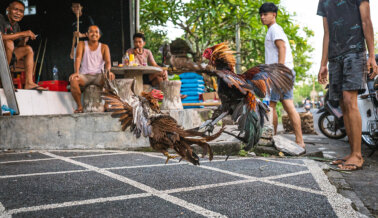 Sangre, Muerte y Maltrato: Eso Es lo que Sucede en las Peleas de Gallos