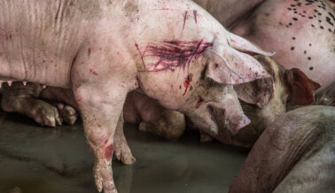 Gritos Estridentes, Escenas Espantosas: 7 Casas de Terror Donde los Animales Sufren Gritos Estridentes, Escenas Espantosas: 7 Casas de Terror Donde los Animales Sufren