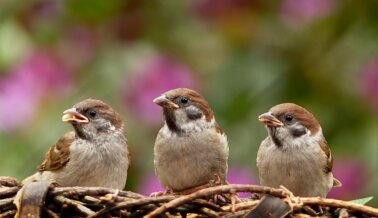 ¡Victoria! PETA gana en grande para las aves en una demanda contra LSU