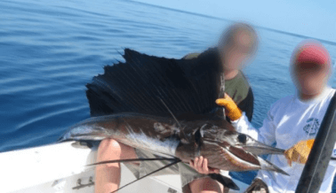 ¡Insta a que Acaben con la Explotación Cruel e Ilegal de Peces Vela en Costa Rica!