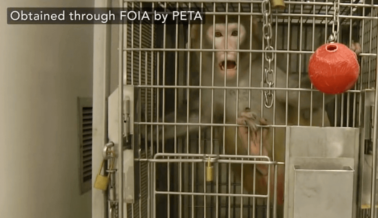 Exige Acción: Monos Enfermos Criados en Sitio Contaminado en Arizona