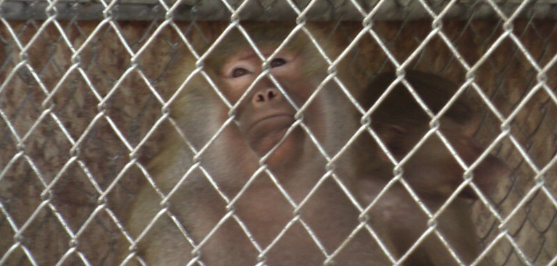 Waccatee-Zoo_Heartbreaking-primate
