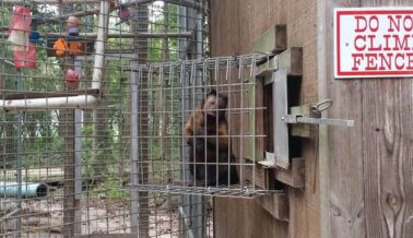 Ayuda a los Animales que Enloquecen en Waccatee Zoo | ¡Haz Algo Ahora!