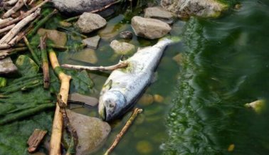 6 razones por las que comer pescado durante Semana Santa no es algo santo