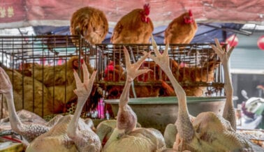 California y NY se unen a PETA para Prohibir los Mercados de Animales Vivos
