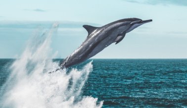 ¡Victoria! Ningún Delfín Más Sufrirá en Dolphinaris Arizona