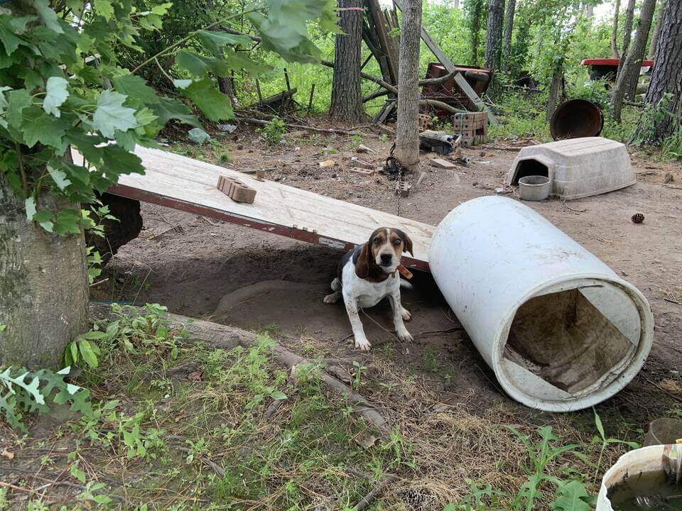 un beagle