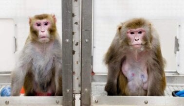 PETA Insta a Acciones Federales ya que los Centros Nacionales de Investigación de Primates Ponen en Riesgo la Salud Pública