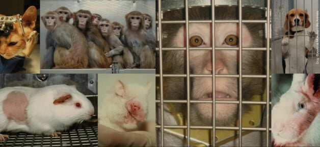 animales siendo experimentados, laboratorios