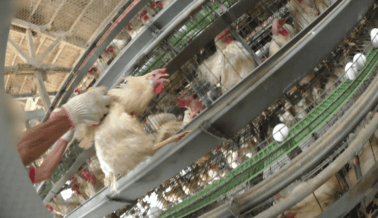 PETA llama a marca líder de mayonesa a dejar de usar huevos tras horroroso exposé