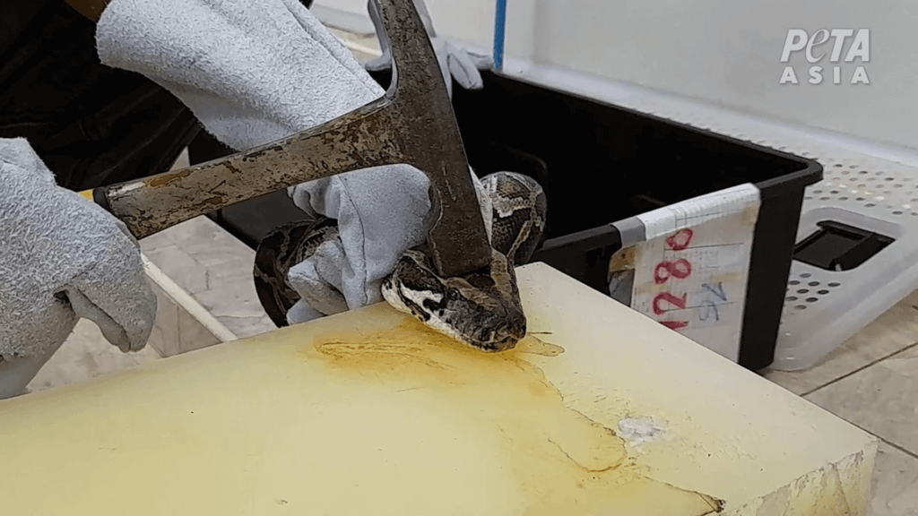A person holding an ax on a Python's head