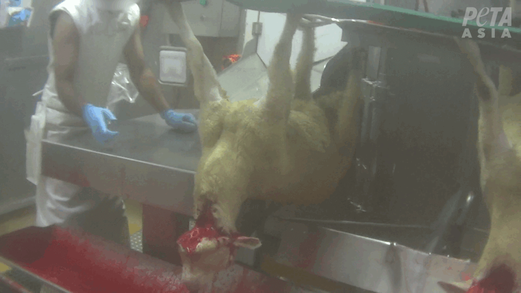 sheep in a slaughterhouse