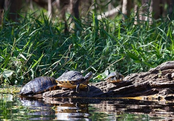 Yellow-bellied_Slider_Turtles