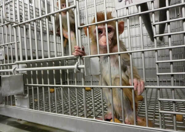 Las investigaciones más perturbadoras de PETA del 2015