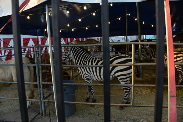 Zebra In Small Cage