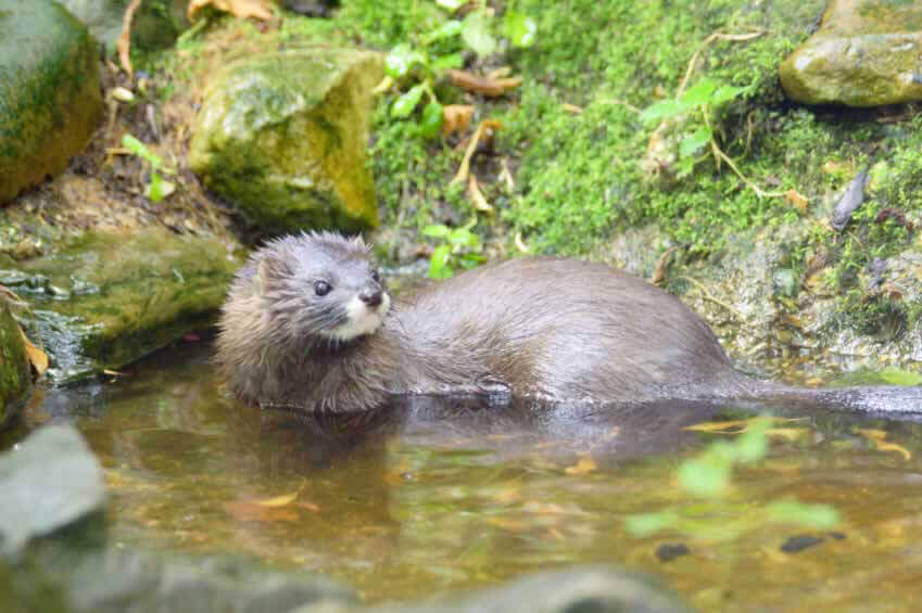 A mink in water