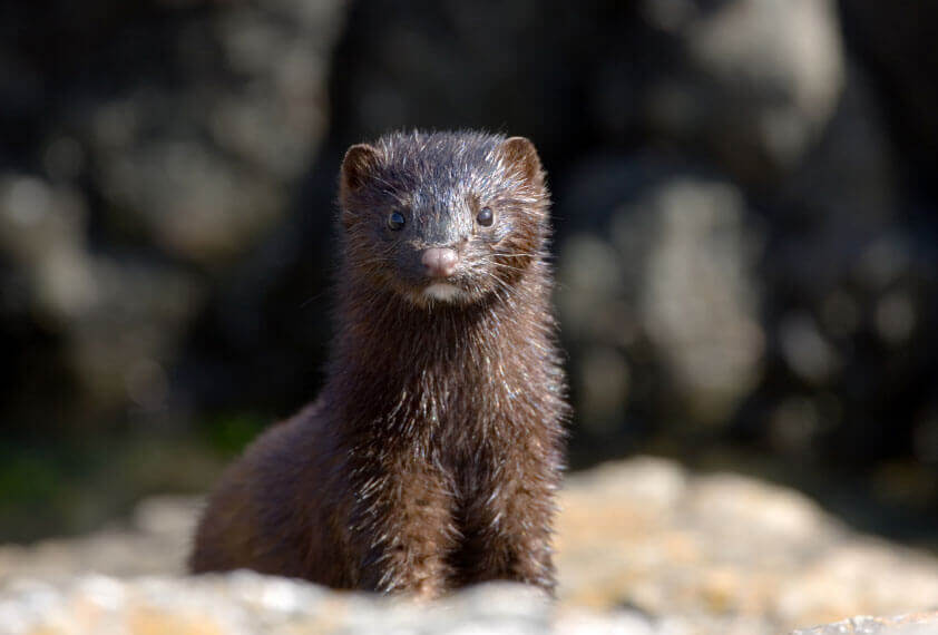 A Mink looking at the camera