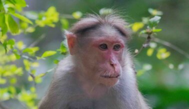 ¡Victoria! ¡La Universidad de Harvard y los crueles experimentos de Margaret Livingstone con monos bebés acaban de perder la financiación de los NIH! Mira cómo PETA lo hizo posible.