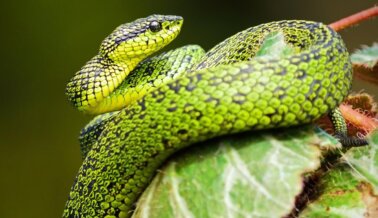 PETA Latino Celebra el ‘Día Nacional de la Serpiente’ con Datos de las Serpientes y Formas de Ayudar