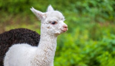 5 Razones Para Amar a las Alpacas (No para Cortarlas o Usar Su Lana)