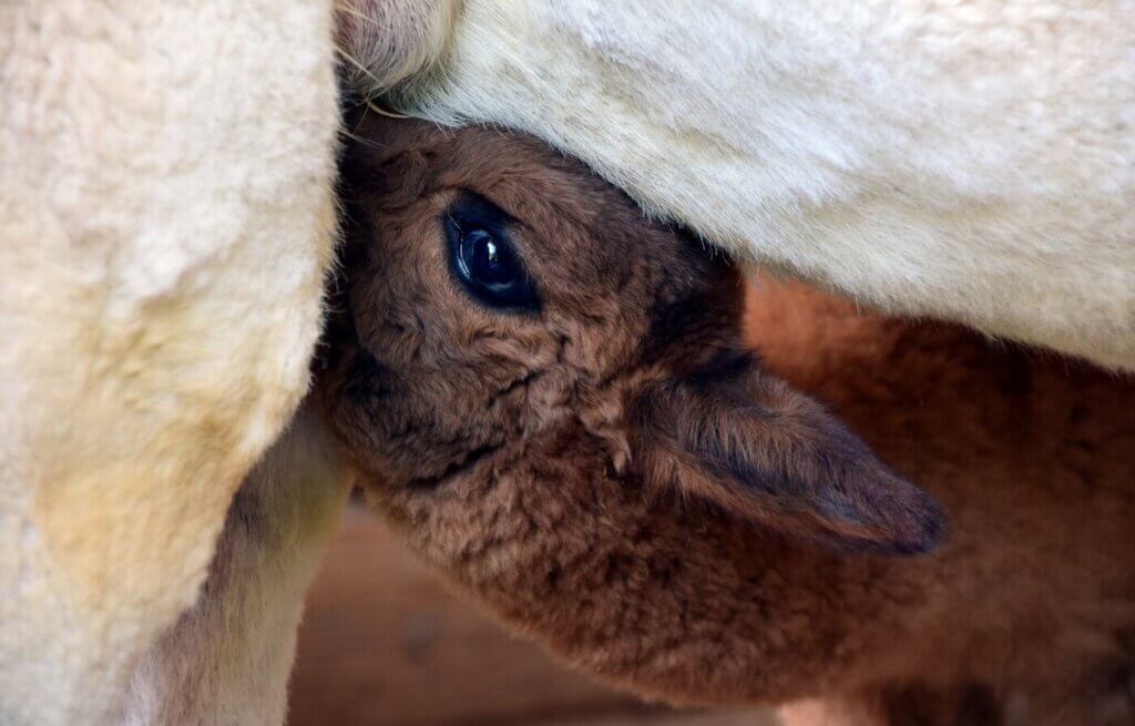 Alpaca baby and mother