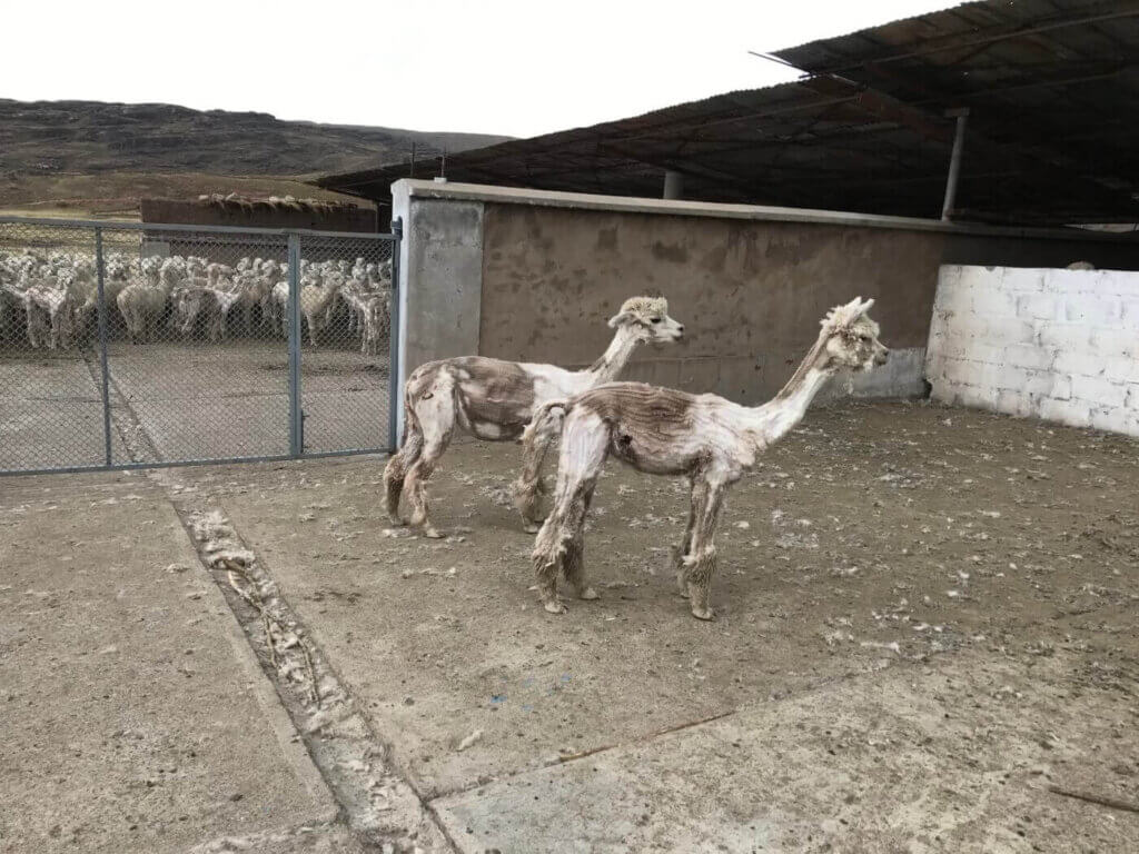 Bloody alpacas used for wool