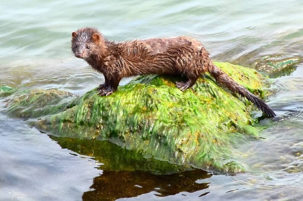 An American Mink standing on a rock