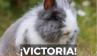 De último momento: Gucci prohíbe la lana de angora luego de exposé de PETA