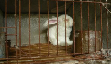 Investigación Encubierta Expone la Cruel Industria de la Angora