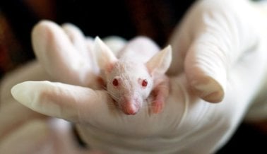 ¡Deja de apoyar a las empresas que pagan por experimentos con animales!