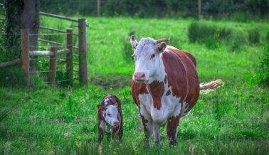 El Amor de una Madre: Por qué las Madres de Todas las Especies Merecen Elogio