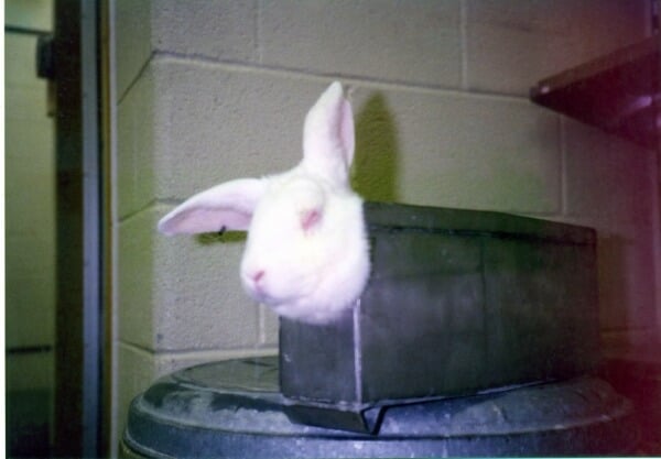 animal testing rabbit in metal box