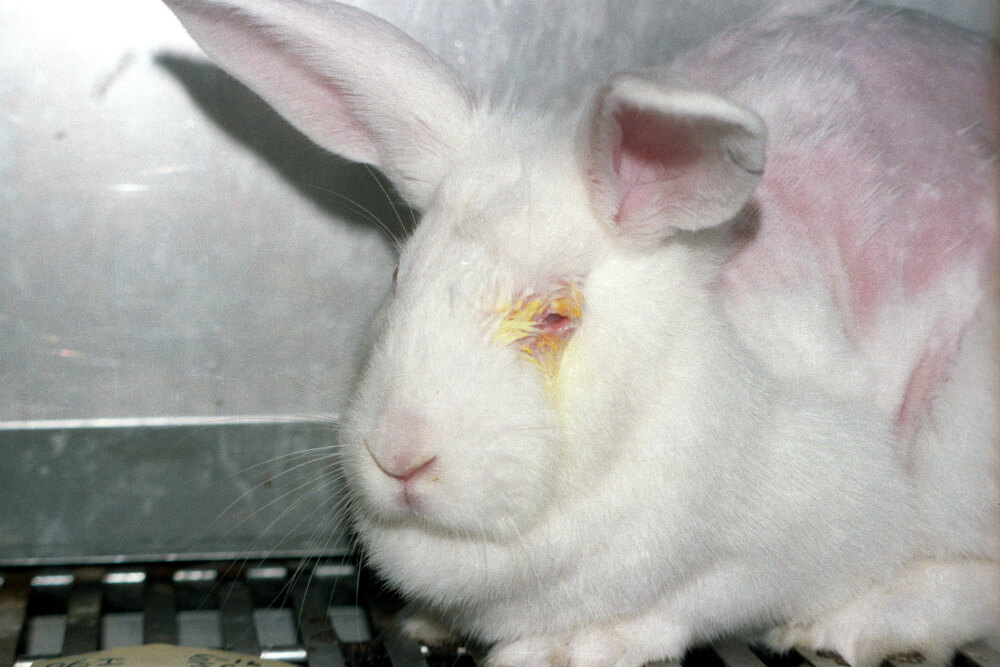 animal testing rabbit