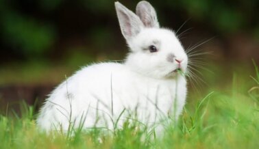 Recuérdales a todos que no compren animales como regalos de Pascua