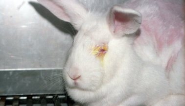 Cómo el Final de las Pruebas en Animales de la EPA Comenzó con un Conejo de PETA