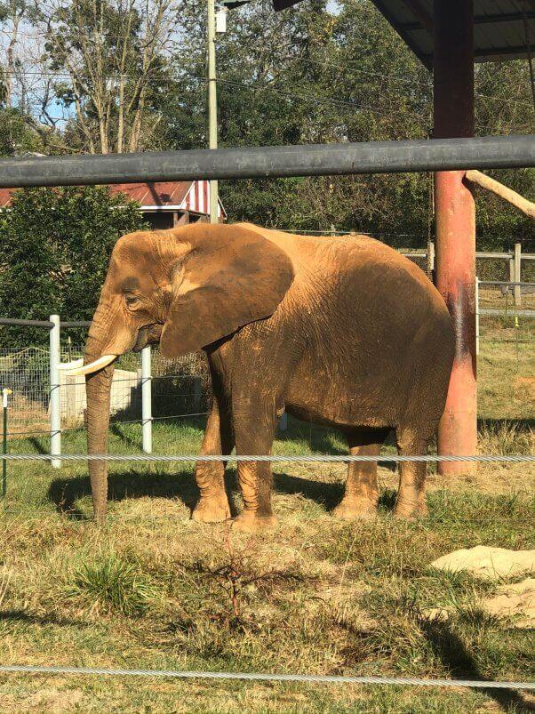 Asha the elephant at Natural Bridge Zoo