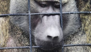 Prisiones lamentables: la realidad de los zoológicos