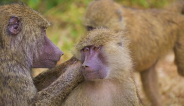 ¡Progreso! Director del Centro de Primates es Destituido Tras Presión de PETA