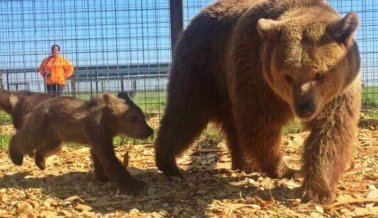 ¡Rescatados! 13 osos ganan una nueva oportunidad en la vida