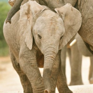 baby elephant