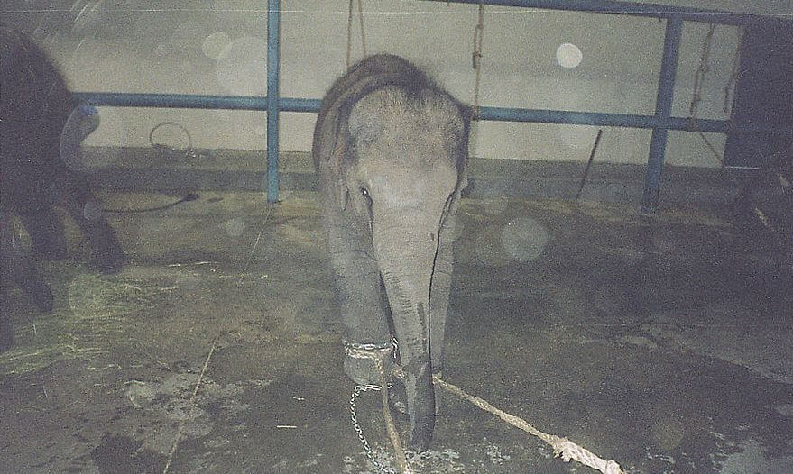 baby elephant chained in barn