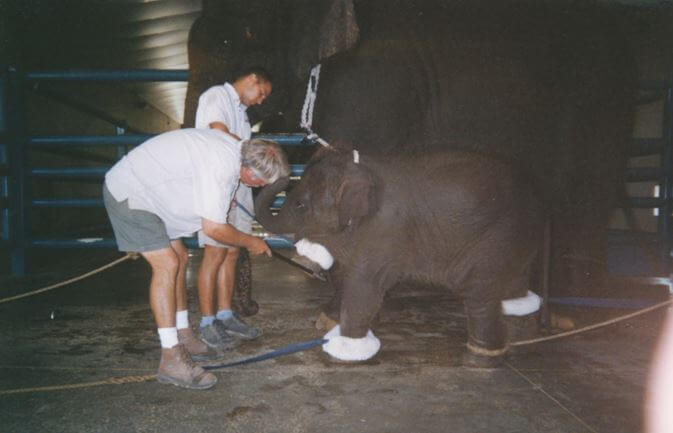 baby elephant tied to adult elephant