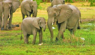 Animales Madres: Datos Fascinantes Sobre las Madres del Reino Animal