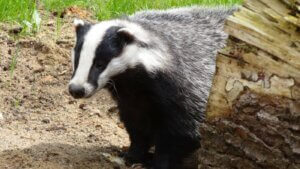 Badger en la naturaleza